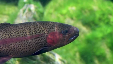 A rainbow trout with a pink lateral stripe and speckled scales swims gracefully Stock Footage 334080851