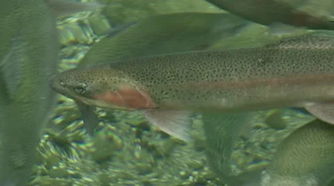Rainbow Trout pool Stock Footage 10591612