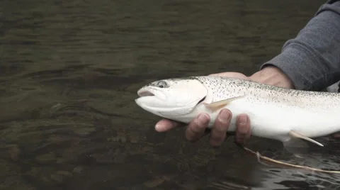 Rainbow Trout Release 库存影片 68676525