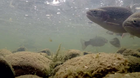 Rainbow Trout in the River Under Water Stock Footage 53855474