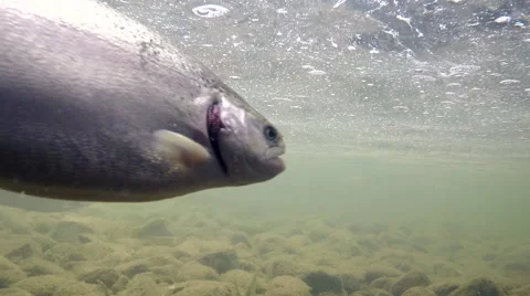 Rainbow Trout in the River Under Water1 Vidéo 53989626