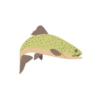 Rainbow trout set. Isolated rainbow trout on white background Stock Illustration