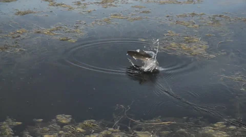 Rainbow Trout Slow Motion Stock Footage 68676604