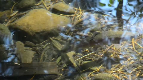 Rainbow trout in a small stream Stock Footage 44287078