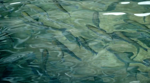 Rainbow Trout Swimming Stock Footage 56008799