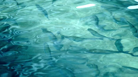 Rainbow Trout Swimming Stock Footage 56009795