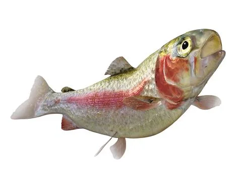 Rainbow Trout Swimming Stock Illustration