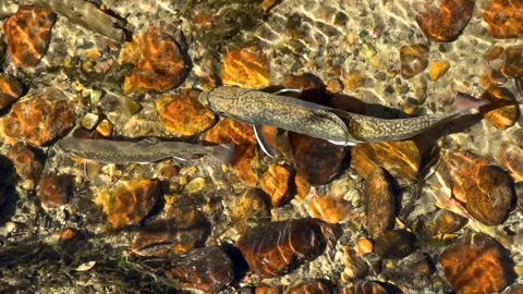 Rainbow Trout swimming in a mountain stream Stock Footage 254722494