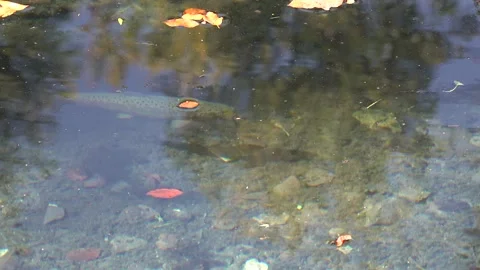 Rainbow trout swimming in a mountain stream Stock Footage 332723435