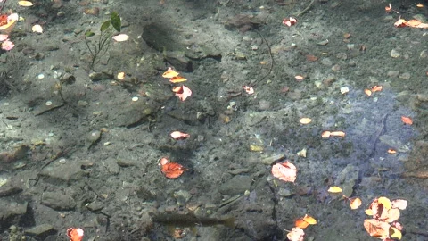 Rainbow trout swimming in a mountain stream 库存影片 334783718