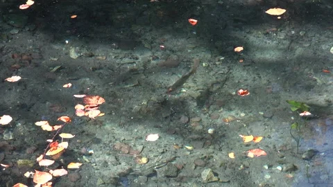 Rainbow trout swimming in a mountain stream Video stock 334784028
