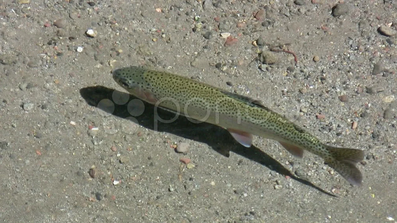 Rainbow Trout Swimming on Stream (HD), Stock Video