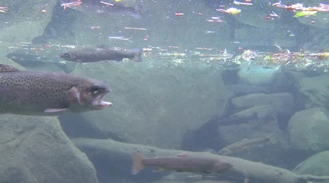 Rainbow trout swimming underwater in a pond. Stock Footage