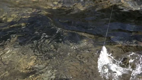 Rainbow Trout taking the Bait 스톡 동영상 99798246