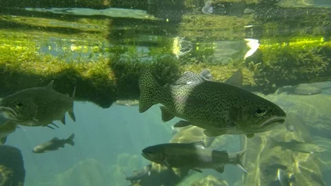 Rainbow trout under water waiting to be fished Stock Footage 117157476