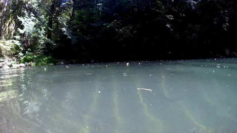 Rainbow Trout Underwater Stock Footage 92335455