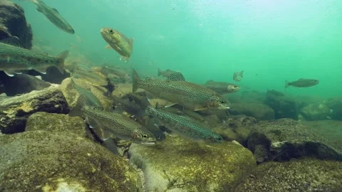 Rainbow trout underwater Stock Footage 158912263