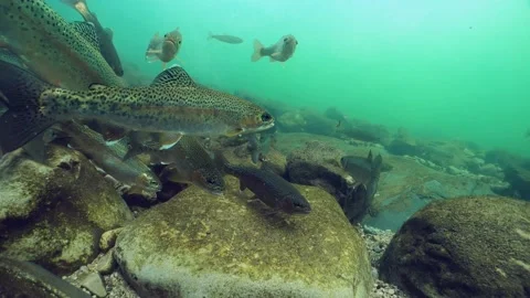 Rainbow trout underwater Stock Footage 158926878