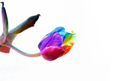 Rainbow tulip isolated on white background.Rainbow spring flower tulip.Dutc.. Stock Photos