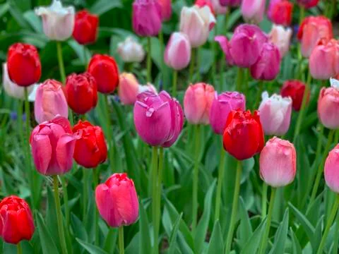 Rainbow of Tulips Stock Photos