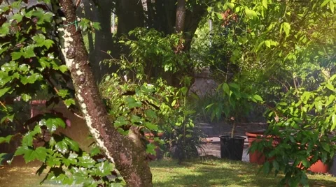 Rainbow under the sprinkler Stock Footage 51926637