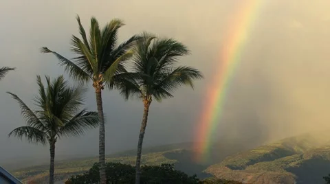 Rainbow with waving palms   Stock Footage 985732
