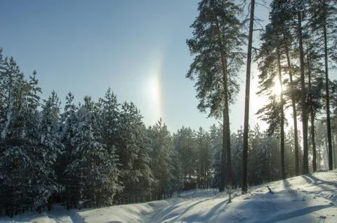 Rainbow in the winter pine forest Stock Photos