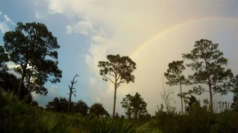 Rainbow in the Woods Stock Footage 8913310