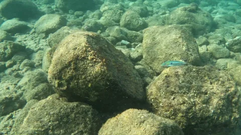 Rainbow Wrasse multi-colored fish doing the shimmy underwater marine life Stockbeeldmateriaal 302612631