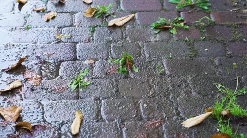 Raind rops drip on the paving stones of the street Stock Footage 204949003