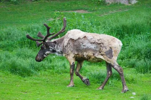 Raindeer in the grass Stock Photos