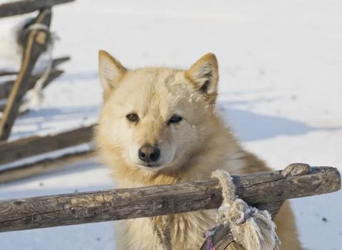 Raindeer husky Stock Photos