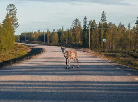 Raindeer in the middle of the road Foto stock