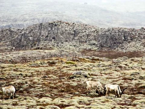 Raindeer Stock Photos