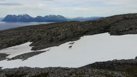 Raindeer running over snowcapped mountain Stock Footage 219569428