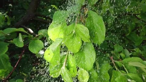 Raindops on leaves slow motion Stock Footage 108398934