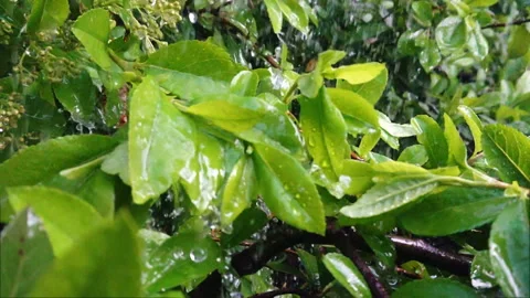Raindops on leaves slow motion Stock Footage 108398946