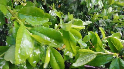 Raindops on leaves slow motion Stock Footage 108398967