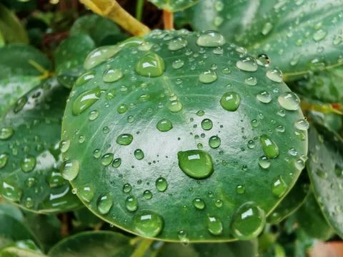 Raindrop (1) Foto stock