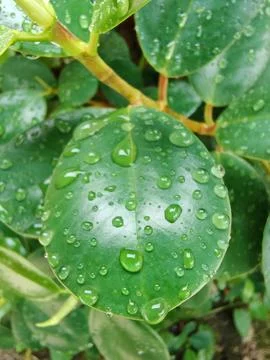 Raindrop (2) Stock Photos