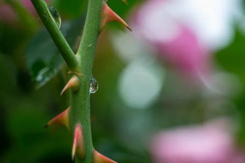 Raindrop and rose thorns, tea rose thorns Stock Photos