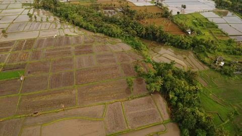 Raindrop Ballet: Rice Fields in Nature's Glow Stock Photos