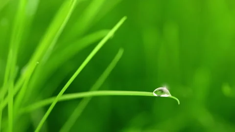 A raindrop on blade of grass 動画素材 106452792