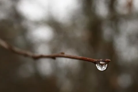 Raindrop on a branch 写真素材