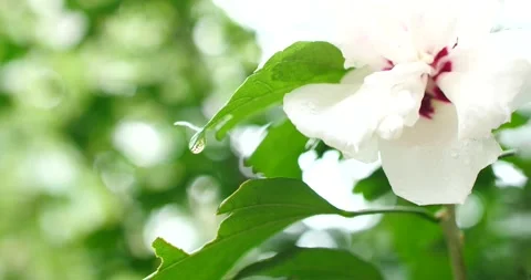 Raindrop close up on leaf and flowers during light rainstorm Stock-Footage 207926896