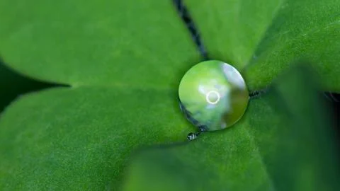 Raindrop on clover Stock Photos