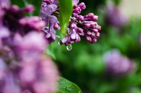 A raindrop dangles from the closed lilac blossoms Stock-Fotos