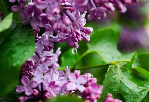 A raindrop dangles from the closed lilac blossoms Stock Photos