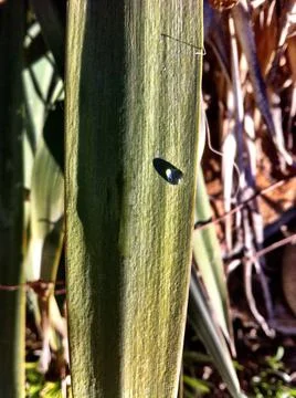 Raindrop Dew drop Foto stock