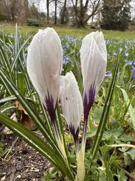 Raindrop-Dotted White Crocuses in Spring Meadow Stock Photos